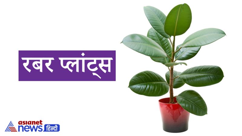 टिप्स: फेंगशुई के ये 5 पौधे घर में रखने से दूर होता है बेड लक और