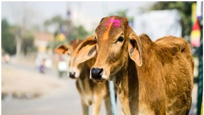 allahabad high court said declare cow as national animal allahabad high court said declare cow as national animal
