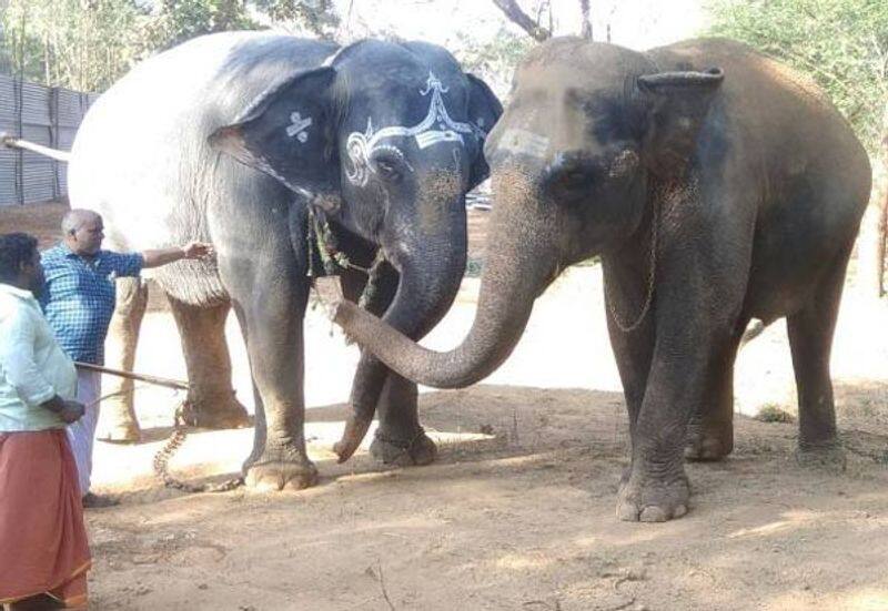 Elephant attacked by mahout at thekkampatti