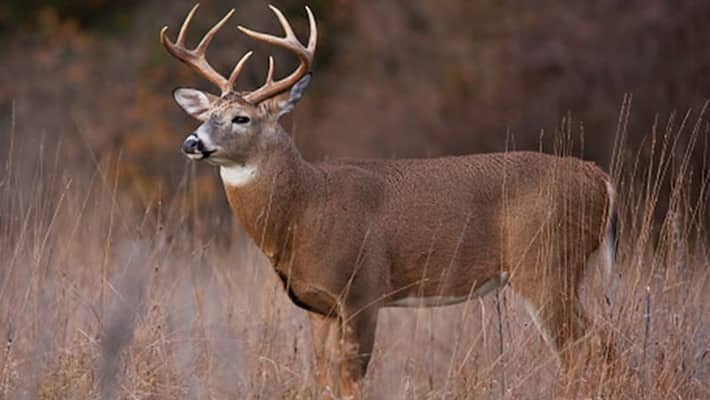 Have you ever heard of any deer whose eyeballs grow hair? A Whitetail ...