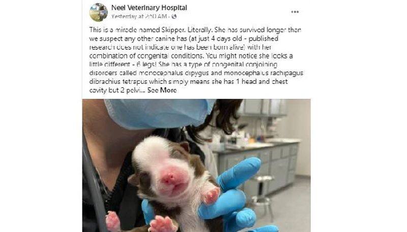 Puppy Born With 6 Legs and 2 Tails Has Survived