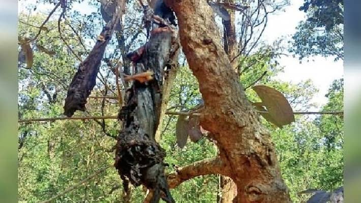 chhattisgarh news Naxalite killed in bomb blast for the Planning was made to kill force kpr chhattisgarh news Naxalite killed in bomb blast for the Planning was made to kill force kpr