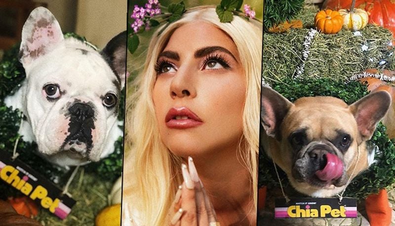 Singer Lady Gaga has offered $500,00 to whoever will return her dogs, "with no questions asked". Her father shared with the New York Post, "We're just sick over it, it's really horrible. It's like someone took one of your kids." The singer and her family is devastated after the incident happened.