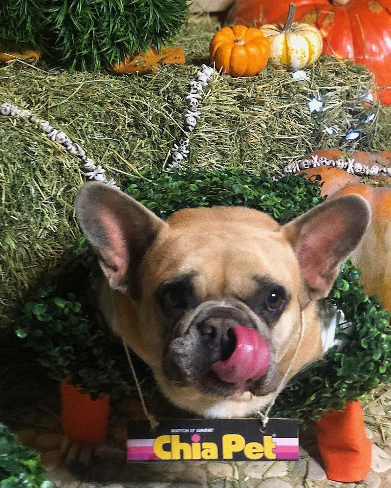 The singer has offered a huge amount of money to whoever will return back her dogs, Koji and Gustave. An email-address has set up KojiandGustav@gmail.com.