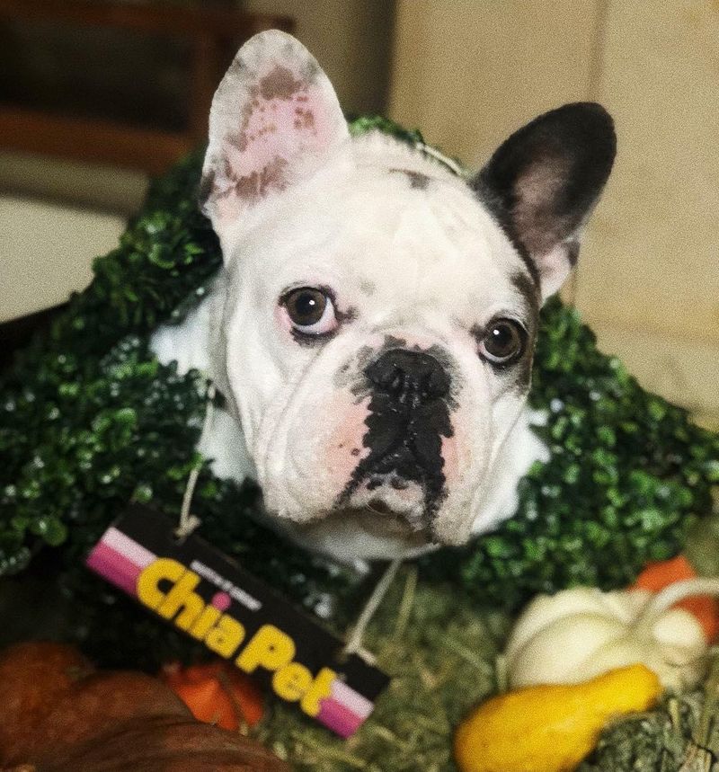 The Los Angeles Police Department is trying to track the dognappers down. Recently a video from CCTV footage has been released by the CNN news portal.