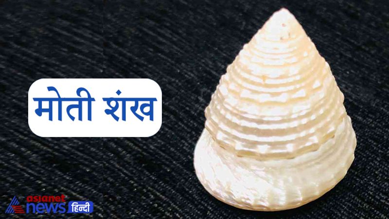 5. मोती शंख
ज्योतिष शास्त्र के अनुसार मोती शंख एक विशेष प्रकार का शंख होता है, ये आम शंख से थोड़ा अलग दिखाई देता है और थोड़ा चमकीला भी होता है। इस शंख को विधि-विधान से पूजन कर यदि तिजोरी में रखा जाए तो घर, कार्यस्थल, व्यापार स्थल और भंडार में पैसा टिकने लगता है।
