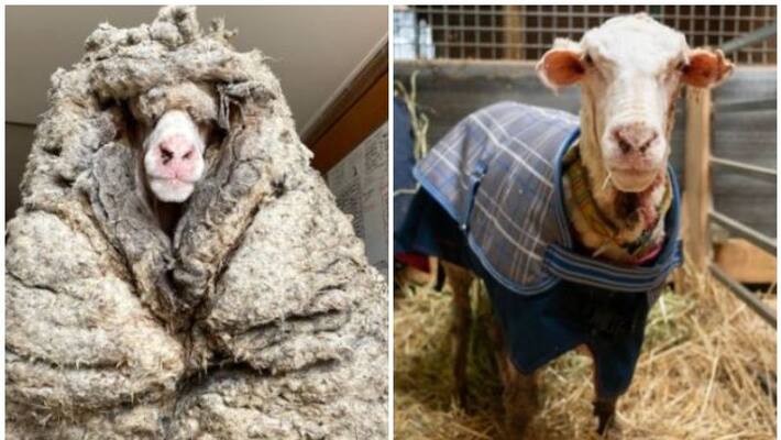 35 kg wool removed from wild sheep not reared for years 35 kg wool removed from wild sheep not reared for years