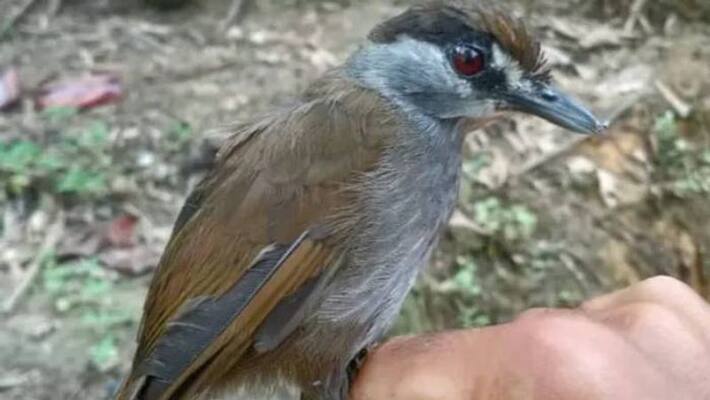 Black browed babbler found after 180 years Black browed babbler found after 180 years