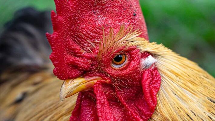 Miracle cock lays eggs in East godaveri Miracle cock lays eggs in East godaveri