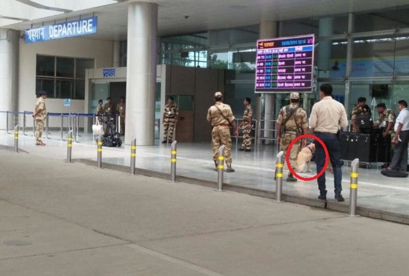 विस्फोटक वस्तुओं को पकड़ने में है माहिर
बताते हैं कि एयरपोर्ट पर तैनात होने वाले लेब्राडोर प्रजाति के डॉग को केवल विस्फोटक वस्तुओं को पकड़ने की ट्रेनिंग दी जाती है। यह इंसानों को काटते नहीं हैं बल्कि जो भी इन्हें दुलारता है उसके पास बैठ जाते हैं।
(फाइल फोटो)