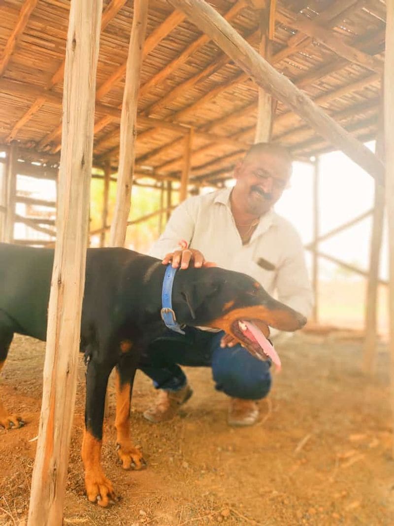 <p> ಮಾಲೀಕನ ಜೀವ ಉಳಿಸುವ ಸಲುವಾಗಿ ಹಾವಿನ ಜೊತೆ ಹೋರಾಡಿ ಶ್ವಾನ ಒಂದು ತನ್ನ ಪ್ರಾಣವನ್ನೇ ತೆತ್ತಿದೆ. </p>