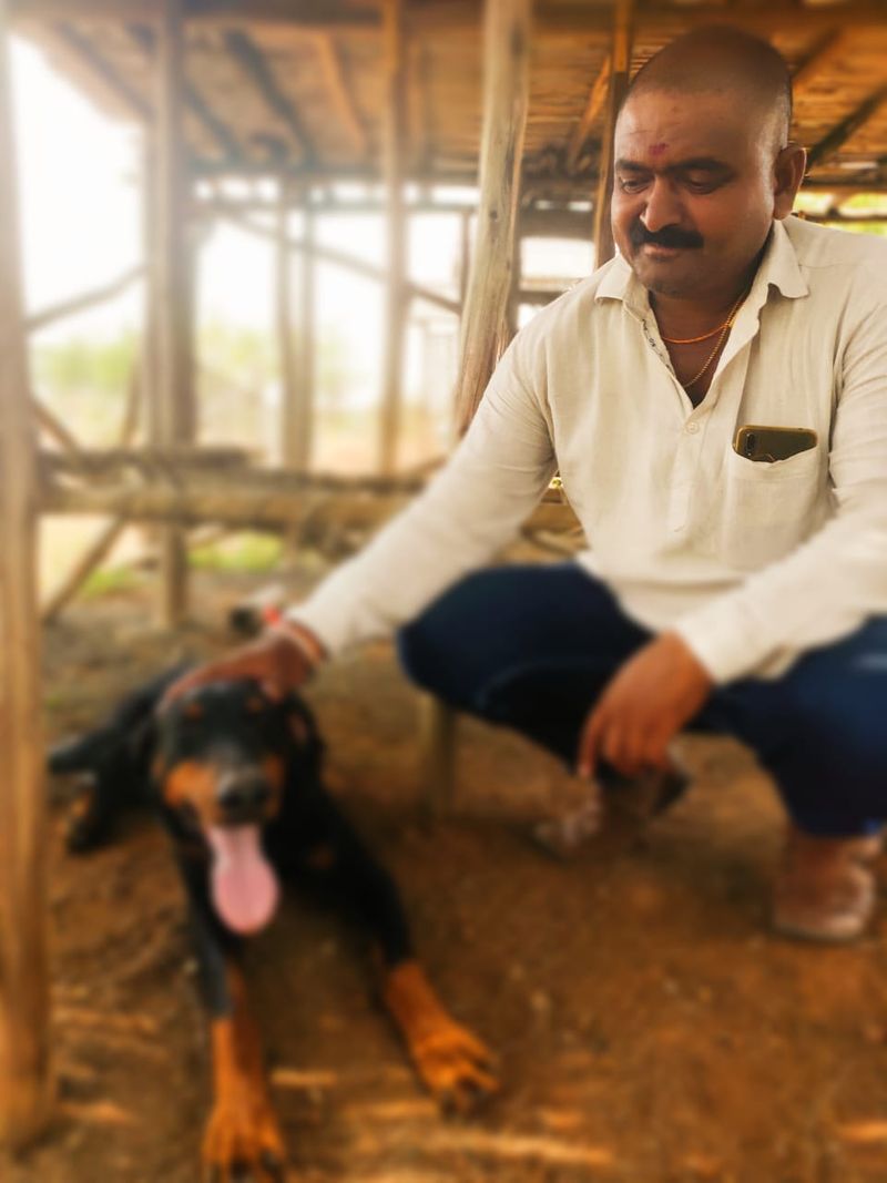<p>ಆಗ ಹಾವಿನ ಬೇಟೆಗೆ ನಿಂತ ಕಲ್ಲನಗೌಡ ಪ್ರೀತಿಯ ಶ್ವಾನ. ನಾಲ್ಕು ತಾಸು ನಾಗರಹಾವಿನ ಜೊತೆಗೆ ಹೋರಾಡಿ, ಹಾವನ್ನ ಸಾಯಿಸಿದ ರಾಜಾ.. ಈ ಹಿಂದೆ ನಾಲ್ಕು ನಾಗರಹಾವುಗಳನ್ನ ಕಚ್ಚಿ ಸಾಯಿಸಿದ್ದ ಶ್ವಾನ</p>