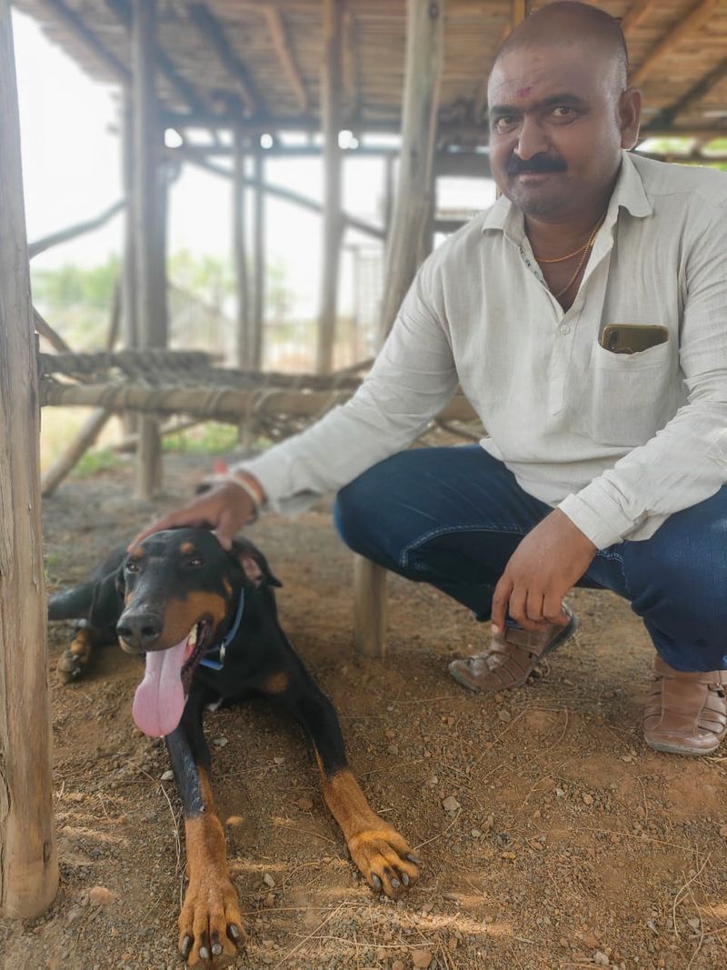 <p>ಪ್ರೀತಿಯ ಶ್ವಾನ ಸಾವನ್ನಪ್ಪಿದ್ದಕ್ಕೆ ಕಣ್ಣೀರಿಟ್ಟ ಮಾಲಿಕ ಕಲ್ಲನಗೌಡ . ಶ್ವಾನಕ್ಕೆ ಸಮಾದಿ ಕಟ್ಟಿಸಲು ನಿರ್ಧರಿಸಿದ ಮಾಲಿಕ. ಮಾಲಿಕನ ಪ್ರಾಣ ಉಳಿಸಲು ತನ್ನ ಪ್ರಾಣವನ್ನೆ ತ್ಯಾಗ ಮಾಡಿದ ಶ್ವಾನ ರಾಜಾ ಈಗ ದೇವರಹಿಪ್ಪರಗಿಯಲ್ಲಿ ಮನೆಮಾತು..</p>
