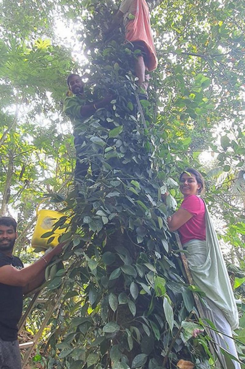 ഞങ്ങടെ കുരുമുളക് പറിക്കാൻ ഞങ്ങൾ മാത്രം മതിയെന്നും പറയുന്നു.