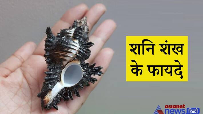 This conch shell is very rare, worshiping it may remove Shani dosha and brings happiness and prosperity in the house KPI This conch shell is very rare, worshiping it may remove Shani dosha and brings happiness and prosperity in the house KPI