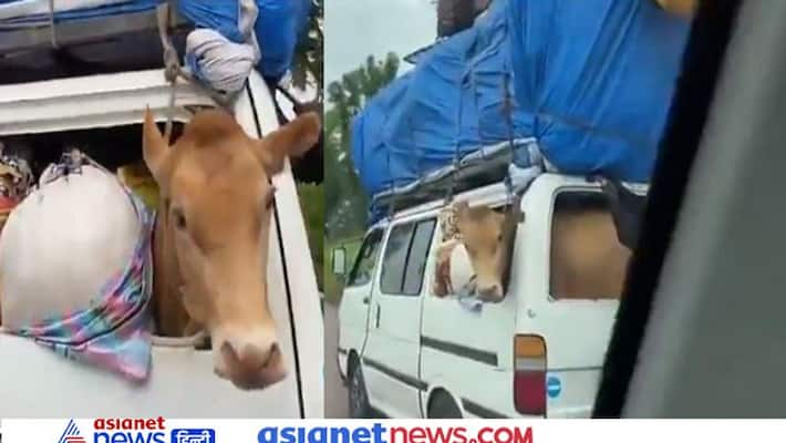 A video of a cow sitting inside a car is going viral KPZ A video of a cow sitting inside a car is going viral KPZ