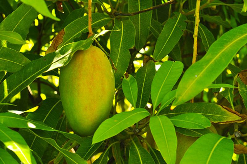 <p>আম গাছ- হিন্দু ধর্মে যখনই কোনও শুভ কাজ হয় তখনই বাড়ির দরজা ও দেয়াল বা পুজোর ঘটে বা স্থানে জায়গাতে আমের পাতা লাগানো হয়। আম তার নিজস্ব স্বাদের জন্য বিশ্বব্যাপী পরিচিত। তবে হিন্দু ধর্মে আম গাছের ধর্মীয় তাৎপর্য অনেক বেশি। আমের পাতাগুলি ধর্মীয় অনুষ্ঠান এবং মণ্ডপে সজ্জায় ব্যবহৃত হয়।<br />
</p>