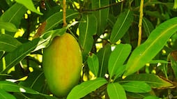 Unknown Benefits of Mango Leaves ram 