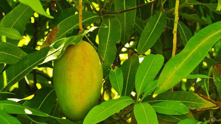 Mango Leaves Which Are Effective to Controlling diabetes you should know BDD Mango Leaves Which Are Effective to Controlling diabetes you should know BDD