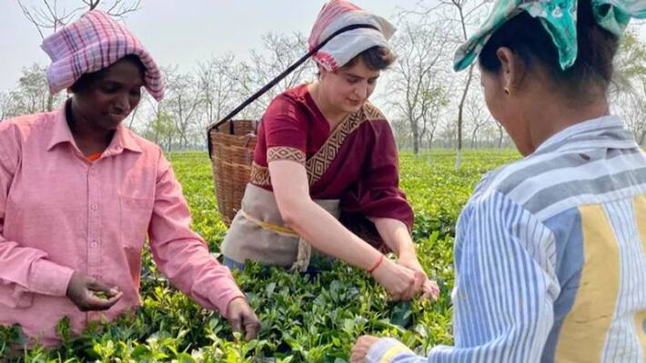 Priyanka Gandhi plucks tea leaves with tea garden workers in Assam Priyanka Gandhi plucks tea leaves with tea garden workers in Assam