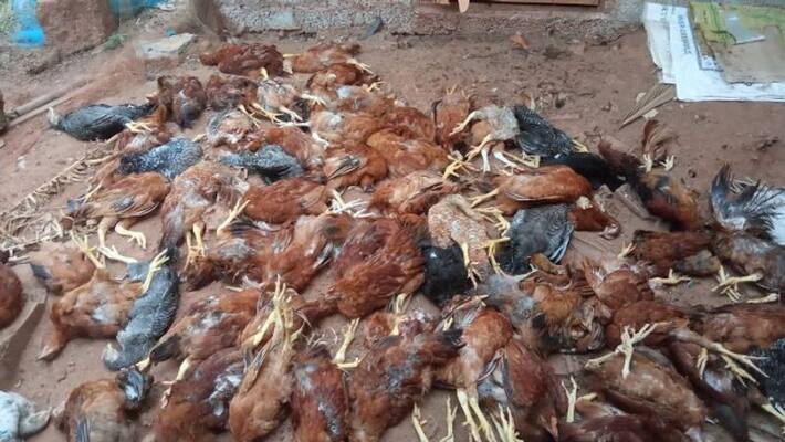 stray dogs killed more than 100 chickens in kozhikode stray dogs killed more than 100 chickens in kozhikode