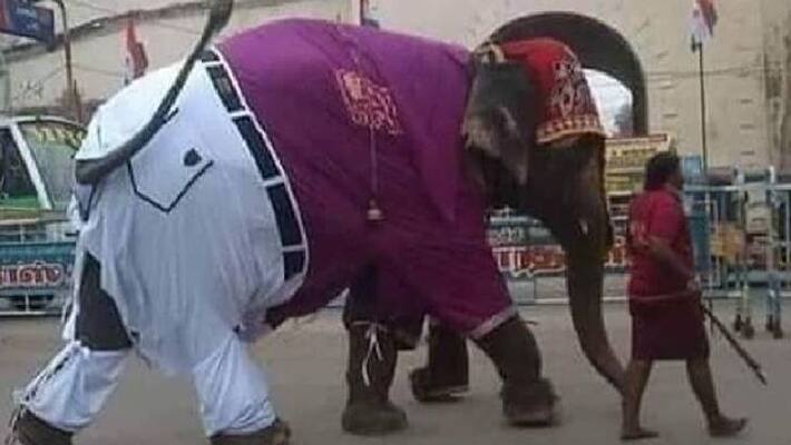 Photo of elephant wearing shirt and pants goes viral Photo of elephant wearing shirt and pants goes viral