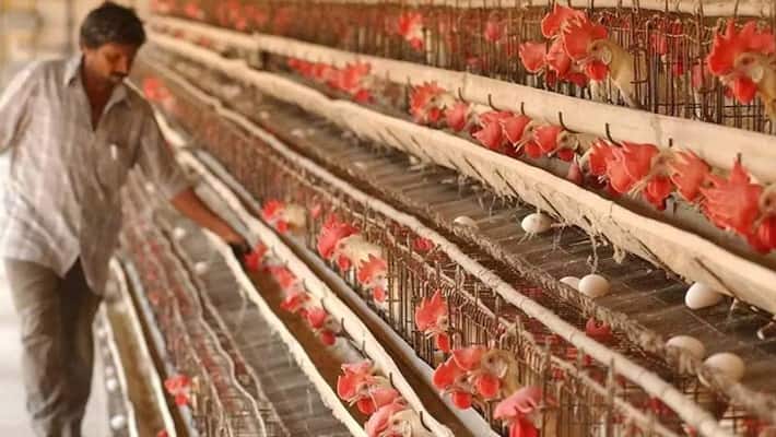 Chicken shops closed after confirmation of bird flu in Ahmedabad kpn Chicken shops closed after confirmation of bird flu in Ahmedabad kpn