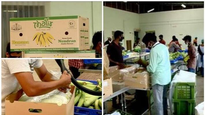 export banana from kerala to europe export banana from kerala to europe