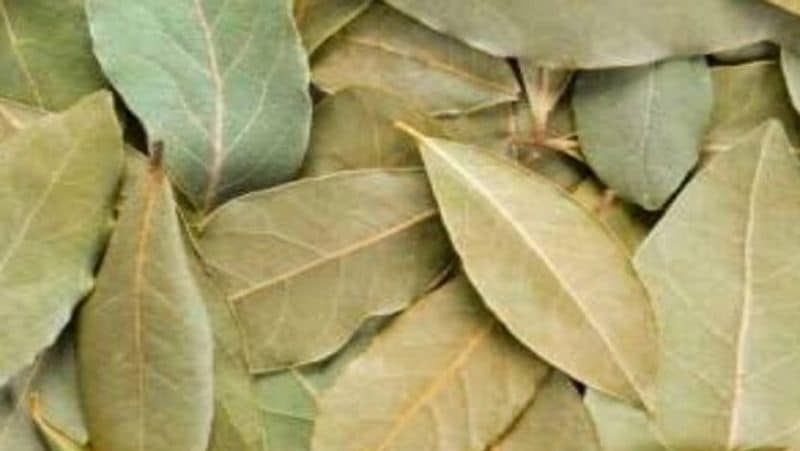 <p>तेज पत्ते का इस्तेमाल करके भी आप इसकी महक को कम कर सकते हैं। इसके लिए घी में तेज पत्ता फ्राई करके मिला दें, इससे थोड़ी दें छोड़ने से जले दूध की स्मेल कम हो जाएगी।</p>
