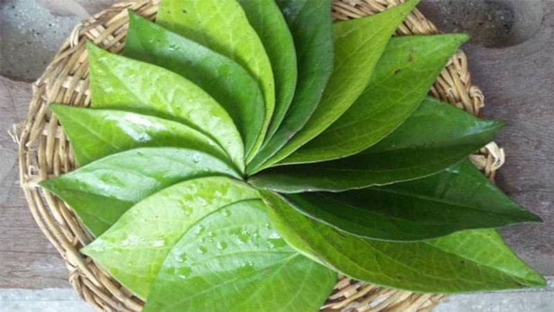 <p>खड़े मसालों के अलावा मुखवास के लिए इस्तेमाल होने वाला पान भी जले दूध की बदबू कम कर देता है। इसके लिए आप जले हुए दूध में 2-3 पान के पत्ते डालकर आधे घंटे के लिए छोड़ दीजिए। आधे घंटे बाद इन पत्तों को दूध में से निकाल लें। ऐसा करने से दूध से जले की महक हट जाएगी।</p>