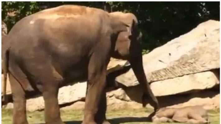 Elephant calf refuses to wake up from slumber Elephant calf refuses to wake up from slumber