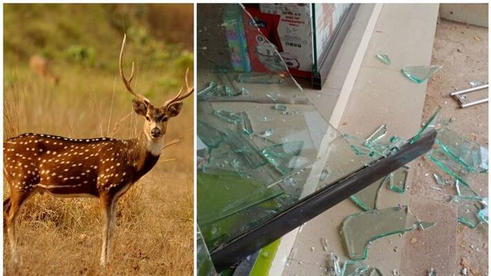 deer enters in to shop; break glass deer enters in to shop; break glass
