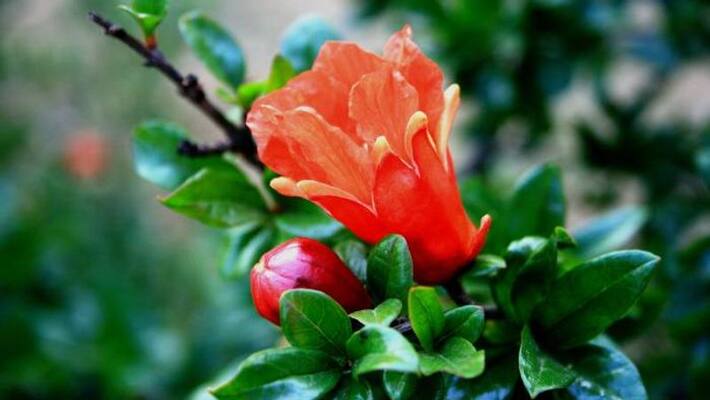 dwarf pomegranate how to grow in our garden dwarf pomegranate how to grow in our garden