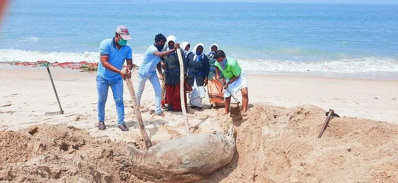 തിരൂര് പടിഞ്ഞാറെക്കര ബീച്ചില് കഴിഞ്ഞ ദിവസം കരയ്ക്കടിഞ്ഞ ഭീമന് ഡോള്ഫിന്റെ ജഡം കടല്കത്തീരത്ത് തന്നെ മറവ് ചെയ്യുന്നു.