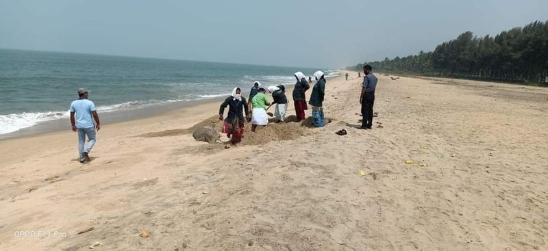 തിരൂര് പടിഞ്ഞാറെക്കര ബീച്ചില് കഴിഞ്ഞ ദിവസം കരയ്ക്കടിഞ്ഞ ഭീമന് ഡോള്ഫിന്റെ ജഡം കടല്കത്തീരത്ത് തന്നെ മറവ് ചെയ്യുന്നു.