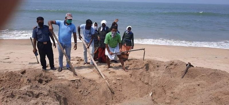 തിരൂര് പടിഞ്ഞാറെക്കര ബീച്ചില് കഴിഞ്ഞ ദിവസം കരയ്ക്കടിഞ്ഞ ഭീമന് ഡോള്ഫിന്റെ ജഡം കടല്കത്തീരത്ത് തന്നെ മറവ് ചെയ്യുന്നു.