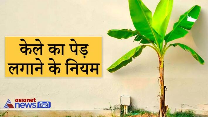 Keep these 8 things in mind while planting a banana tree to avoid any trouble in life KPI Keep these 8 things in mind while planting a banana tree to avoid any trouble in life KPI
