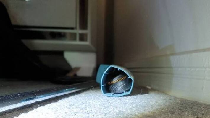 Venomous snake found inside asthma inhaler Venomous snake found inside asthma inhaler