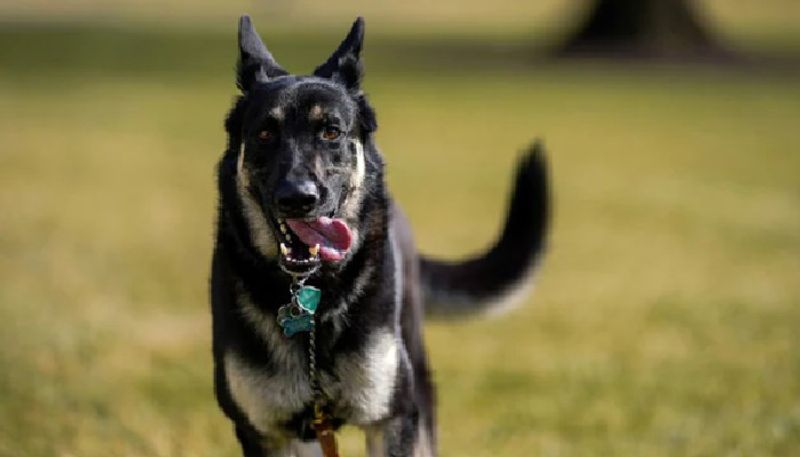 Human best companions dogs must be fed to get rid of problems in life