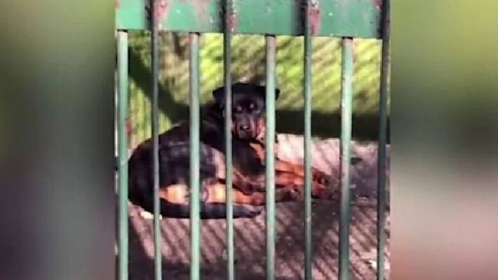 zoo tries to pass off dog in cage as wolf zoo tries to pass off dog in cage as wolf