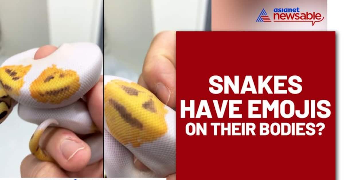 Emoji printed snakes? Snake breeder asks, 'which one would you choose ...