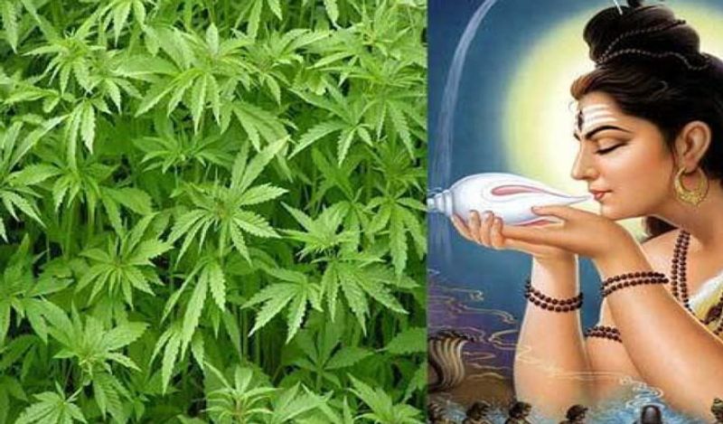 भगवान भोलेनाथ भांग, धतूरा और बेलपत्र से खुश हो जाते हैं। अगर इस महाशिवरात्रि आप भी भगवान भोलेनाथ को खुश करने के लिए व्रत रख रहे हैं तो इससे जुड़े कुछ नियम जान लें। 