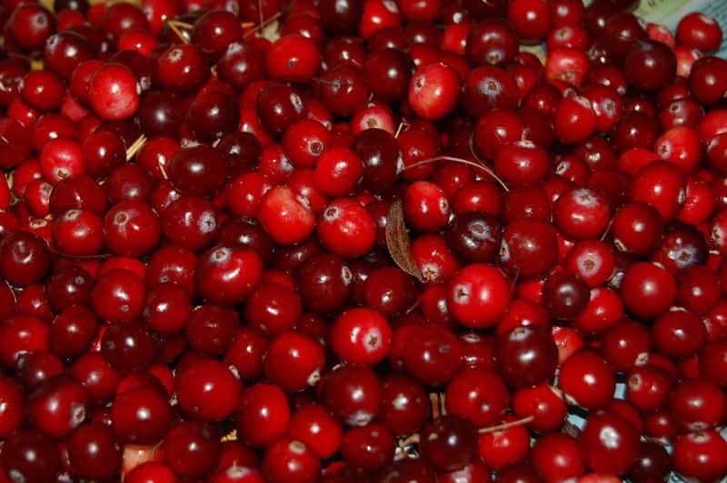 cranberry how to grow