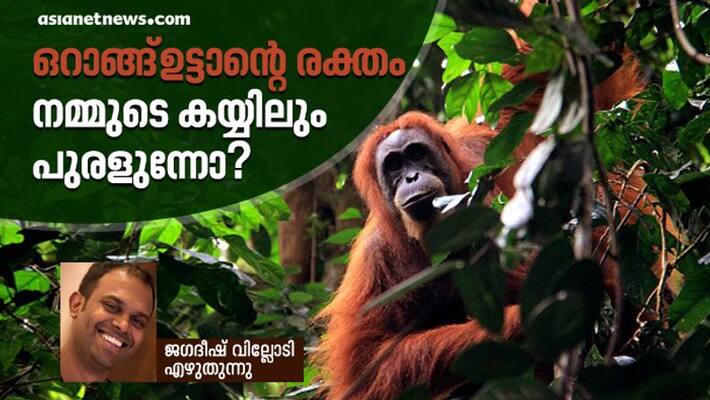 Jagadheesh Villodi facebook note on Orangutans Jagadheesh Villodi facebook note on Orangutans