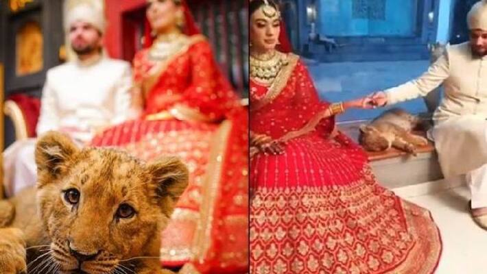 Couple poses with a sedated lion cub in wedding photoshoot goes viral Couple poses with a sedated lion cub in wedding photoshoot goes viral