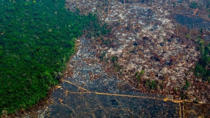 two thirds of the tropical rainforest are gone study two thirds of the tropical rainforest are gone study