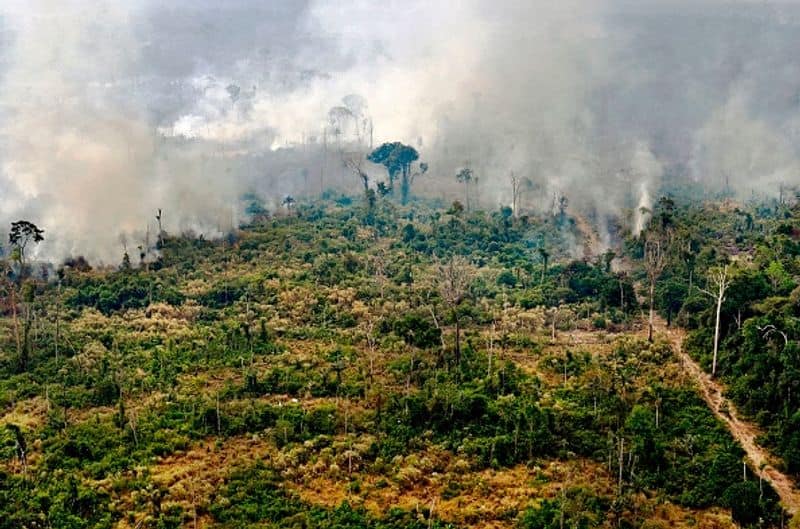 two thirds of the tropical rainforest are gone study