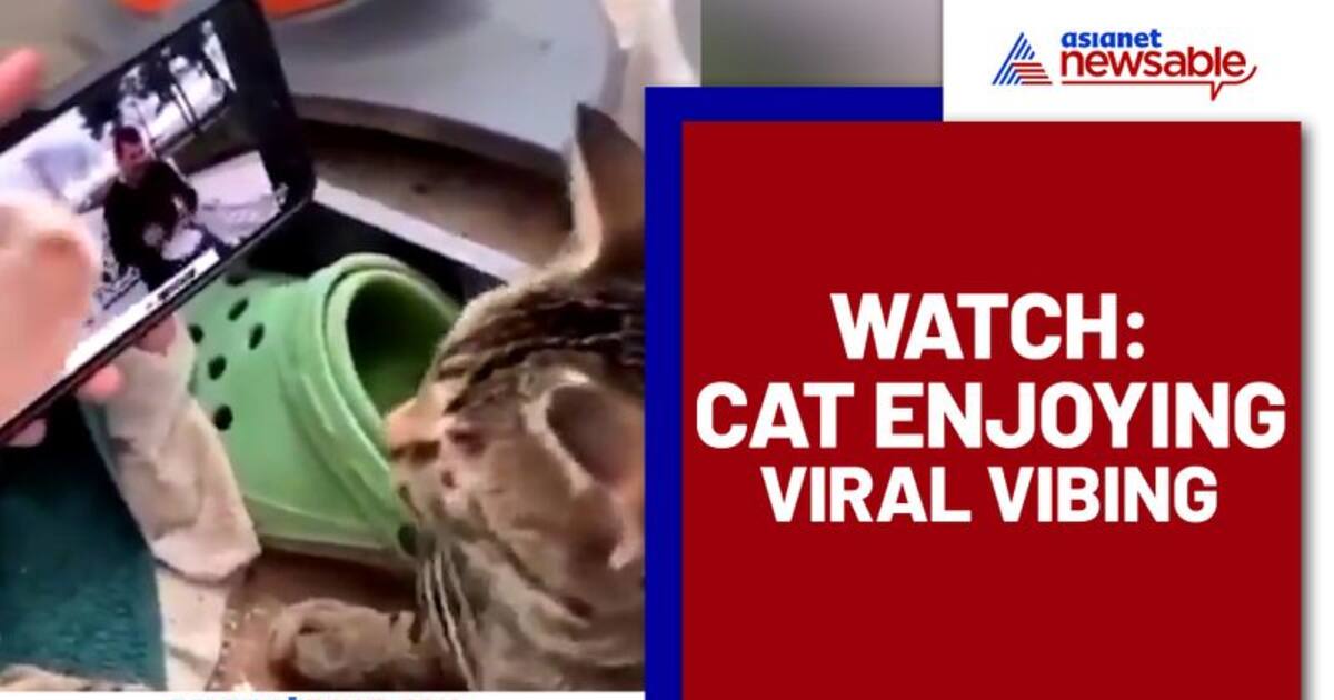 Cat Enjoys Viral Vibing Hilarious Video Goes Viral Cat Enjoys Viral Vibing Hilarious Video Goes Viral