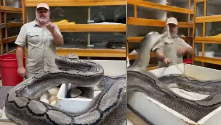 Huge Snake Attacks Zookeeper In Shocking Video Huge Snake Attacks Zookeeper In Shocking Video