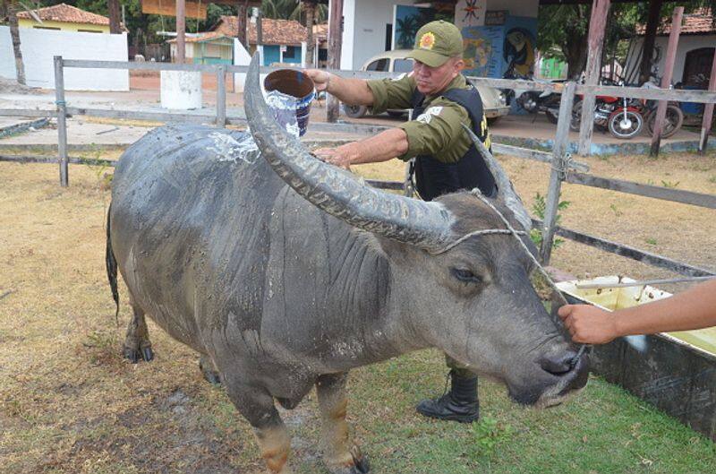 buffalo police in Marajo